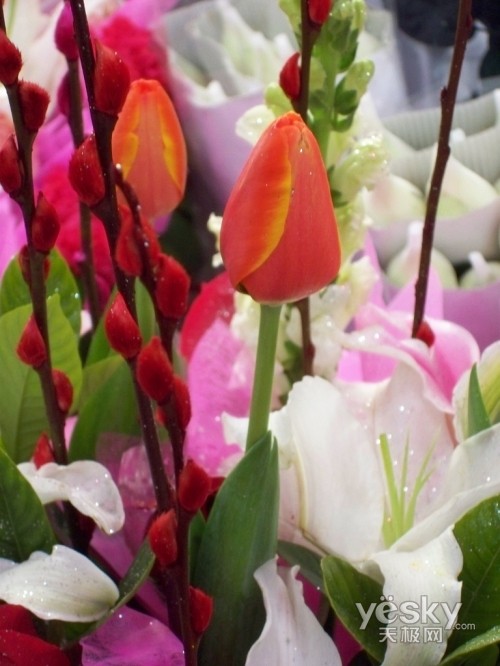 ˫�ض���´��������V1253ɨ��չ����