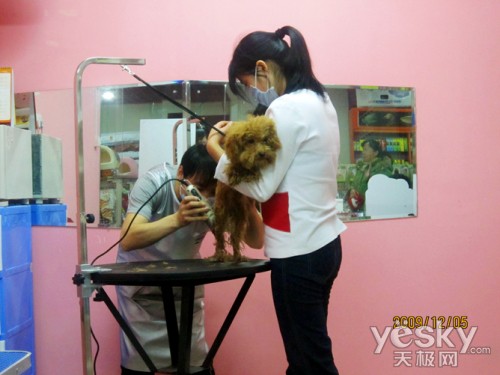 人见人爱花见花开 超Q泰迪熊美容全纪实_数码