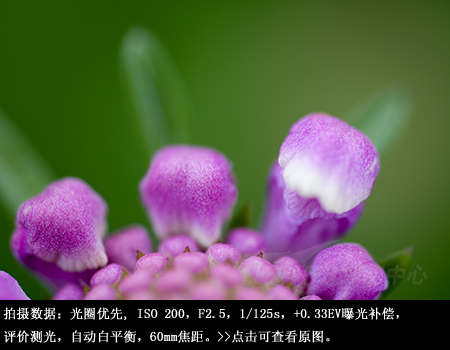 近拍也明亮腾龙60mmF2微距镜头评测(7)