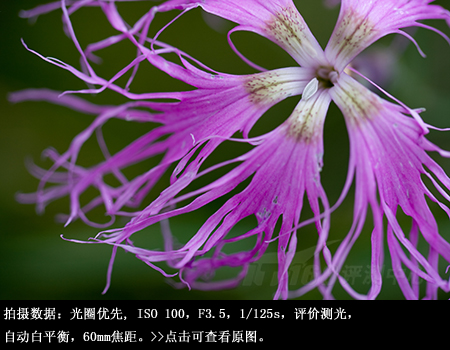 近拍也明亮腾龙60mmF2微距镜头评测(7)