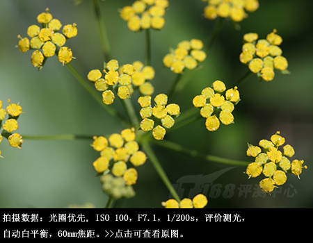 近拍也明亮腾龙60mmF2微距镜头评测(8)