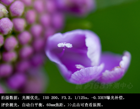 近拍也明亮腾龙60mmF2微距镜头评测(7)