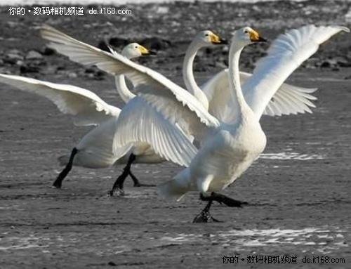 一镜悠游佳能550D配18-200烟墩角拍天鹅(3)