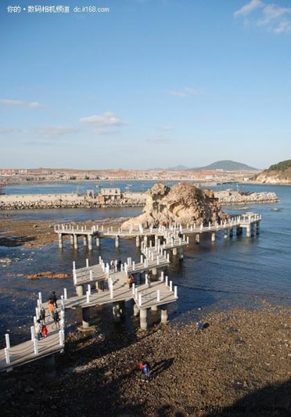 一镜悠游佳能550D配18-200烟墩角拍天鹅(5)