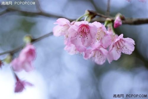 四月正是花开时 春季樱花拍摄全攻略(2)