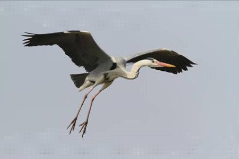 佳能EOS 7D大庆湿地捕鸟_数码