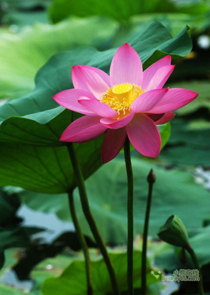 又到一年花开时 夏日荷花拍摄全攻略_数码