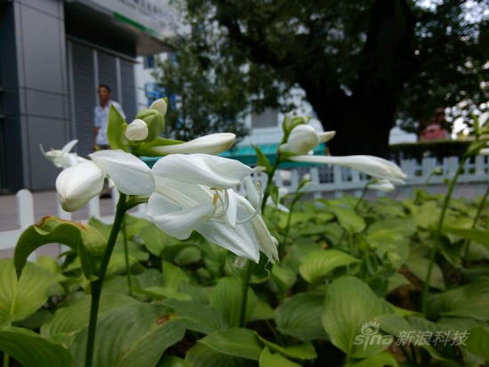 小米1s評測