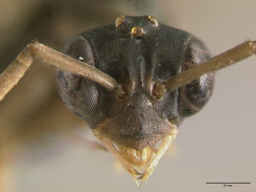 Destructor破坏王巨蚁鼠标垫全国首测_硬件