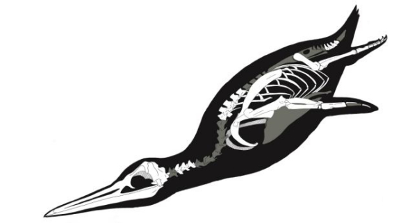 这种史前巨型企鹅被命名为“水中王者”