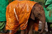 小象孤儿穿雨衣