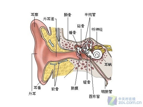 喉骨什么成语_喉骨图片