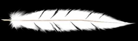 ��Fireworks���ɻ��Ʊ�����ë(2)