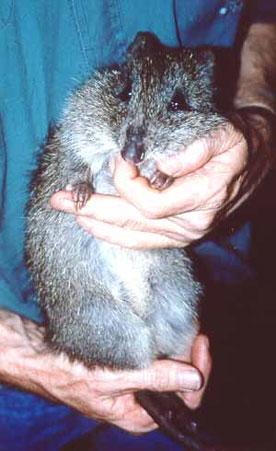 澳大利亚最珍稀袋鼠染上梅毒(组图)_科学探索