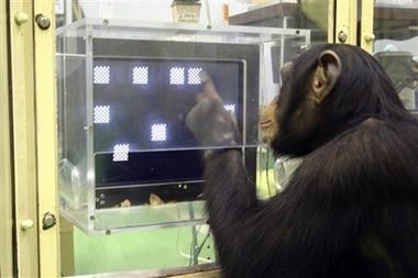 黑猩猩在日本记忆力测试中击败大学生(图)_科