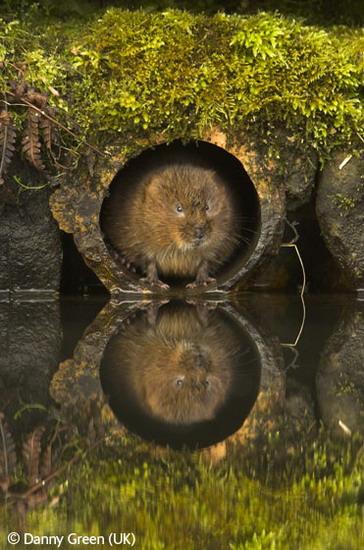 英国野生生物摄影成人奖-城区与园林野生生物