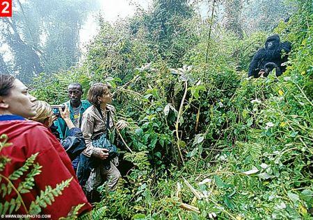 卢旺达发怒大猩猩险将游客拖入丛林(组图)