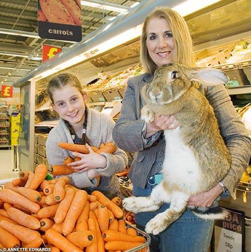 世界最大兔子重达22公斤身长1.2米(组图)