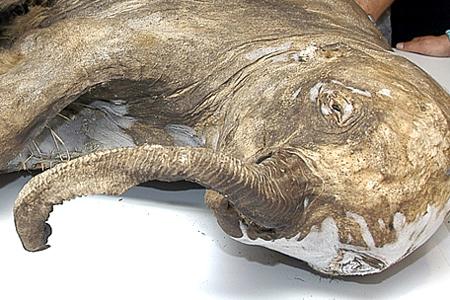 俄科学家获得3.7万年前婴儿猛犸内脏3D图像(2)