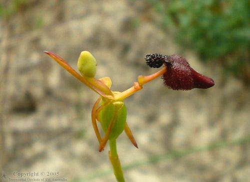 16种最奇异植物：最古老物种之一瓦勒迈杉