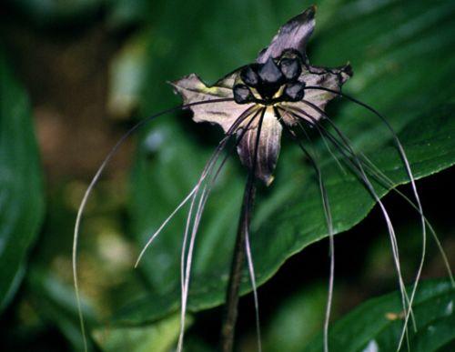 16种最奇异植物：忘忧草设陷阱猎昆虫