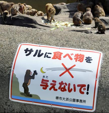 日动物园猴子因游客投食体重严重超标(组图)