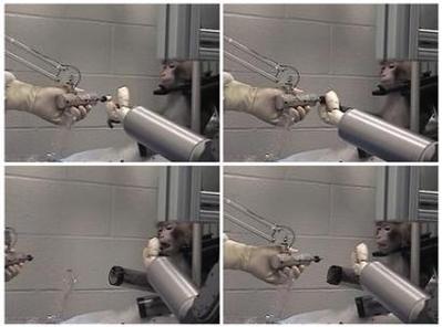 美科学家让猴子学会用意念控制机械臂(图)