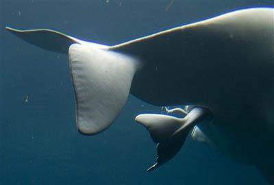 温哥华水族馆大白鲸生下小鲸鱼(组图)