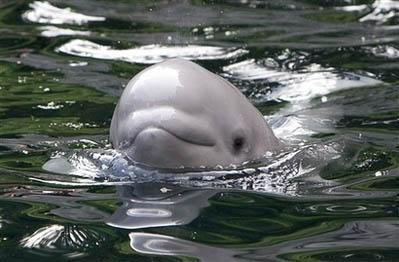 温哥华水族馆大白鲸生下小鲸鱼(组图)