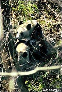 BBC首次拍下野生大熊猫求偶交配全过程(组图)