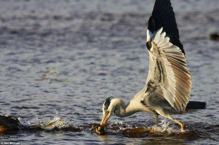 摄影师拍到母鸭保护幼仔与苍鹭搏斗场面(图)
