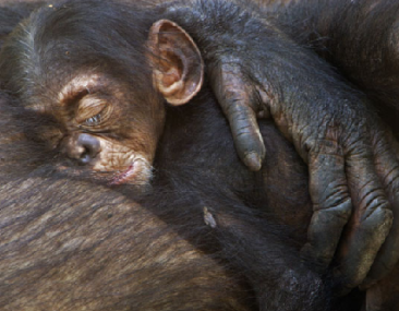 ר�������Ź�ϵ���ʮ������(��ͼ)