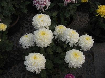 长焦与广角兼得理光便携卡片机R10评测(6)