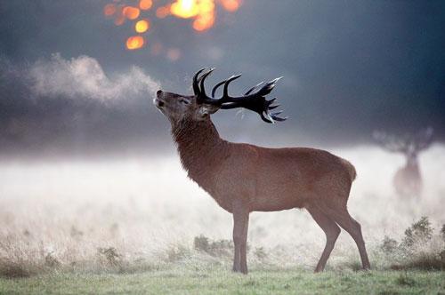 英国《每日邮报》报道最近公布了一组赤鹿为争夺雌鹿展开大战照片