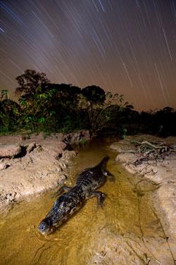 2008欧洲野生动物摄影：流星雨下的鳄鱼