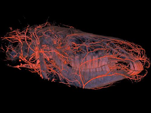 奇妙三維CT照片透視人體和動物內部奧秘圖片4