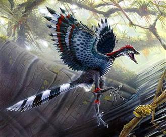鸟类由恐龙进化而来九大证据(组图)_科学探索