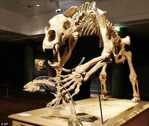 数万年前捕鱼洞熊骨架将在法国拍卖(组图)