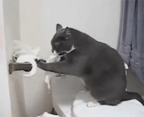 12星座猫咪日常