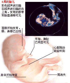 胎儿发育图谱：5～8周时的胎儿
