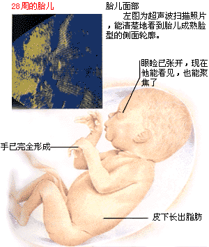 胎儿发育图谱: 25～28周时的胎儿