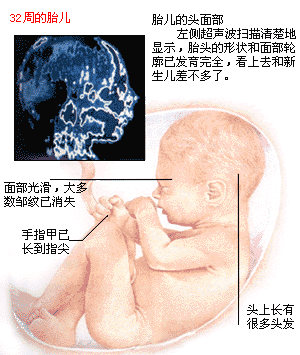 胎儿发育图谱: 29～32周时的胎儿