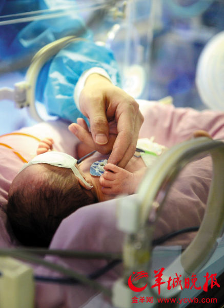 新生儿NICU病房内，一名亲属正在探望新生儿 羊城晚报记者 汤铭明 摄