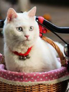 ƤƤ�����̼����(��ͼ)