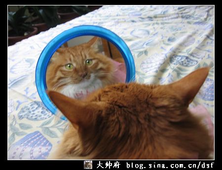 组图:猫故事之我爱照镜子(8)