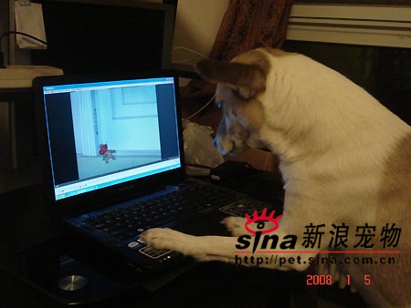 爱玩电脑的小狗(图)