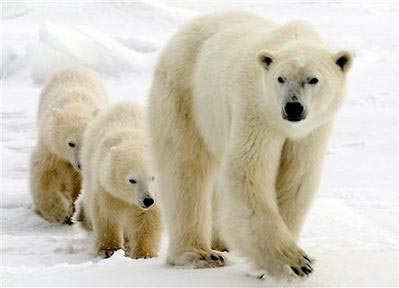 北极熊生存环境受威胁(图)
