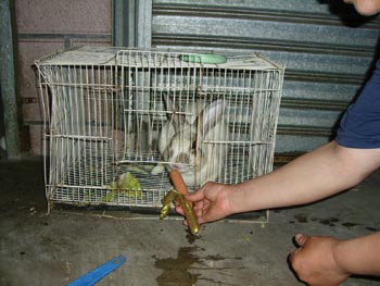 兔子爱吃香肠两岁足有八斤(图)