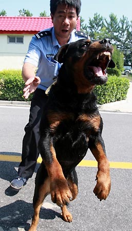 警犬安保"铁龙"石家庄警犬基地探访(图)