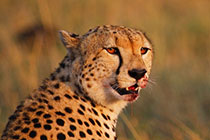 �Ա����ֵ�